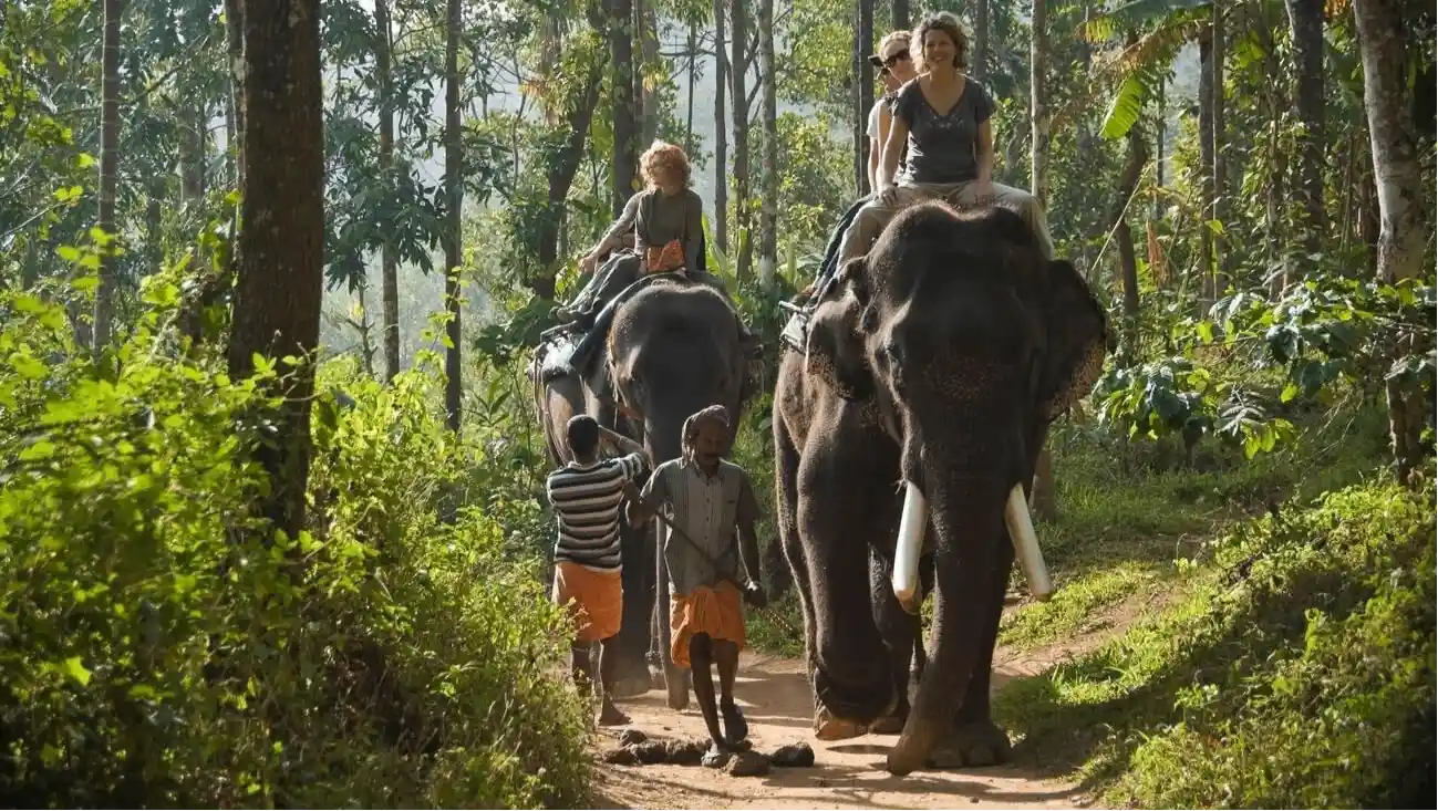 Elephant Junction Thekkady